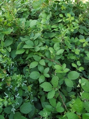 Rubus procerus