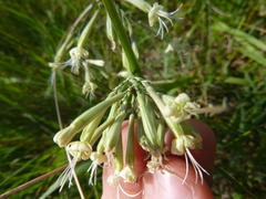 Silene multiflora
