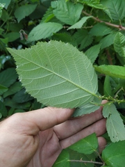 Rubus procerus