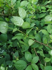 Rubus procerus