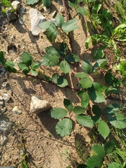 Rubus procerus