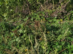 Rubus procerus