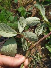 Rubus procerus