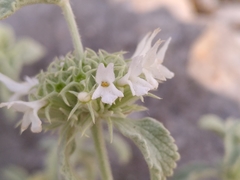 Marrubium incanum