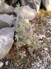 Marrubium incanum