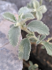 Marrubium incanum