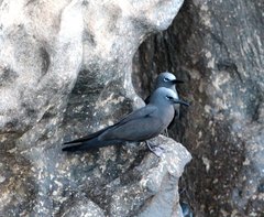 Anous stolidus galapagensis
