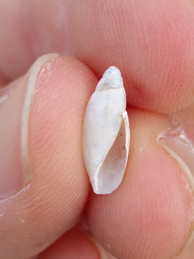 Poiretia cornea