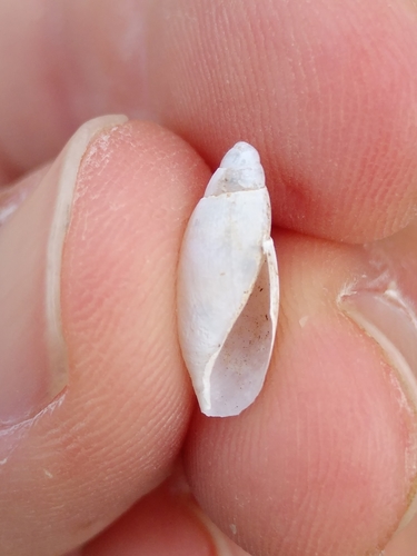 Transjadranska pužožderka (Poiretia cornea)