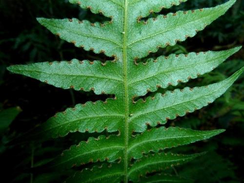Natal Lance Fern (Blotiella natalensis)