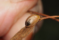 Peltoschema perplexum