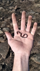 Scelotes mossambicus