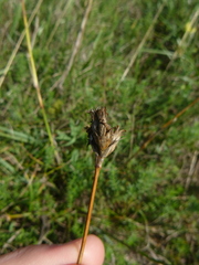 Dianthus pontederae