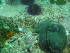 Chalaroderma ocellata