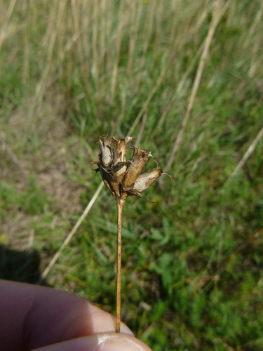 Image of Dianthus giganteiformis by no rights reserved