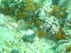 Chalaroderma ocellata