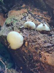 Psilocybe weraroa