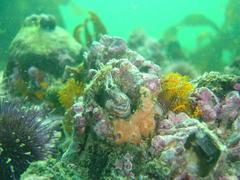 Chalaroderma ocellata