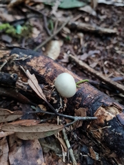 Psilocybe weraroa