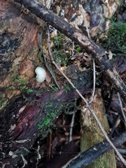 Psilocybe weraroa