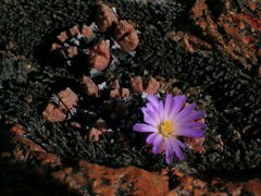 Conophytum khamiesbergense