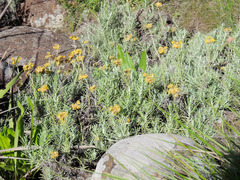 Helichrysum splendidum