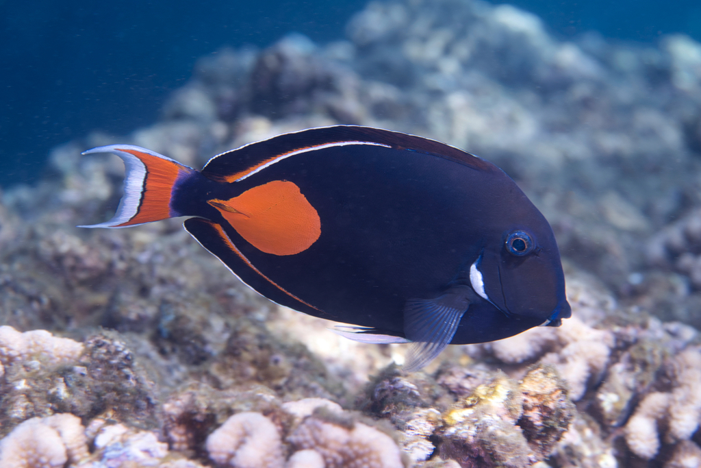 Achilles Tang