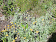 Helichrysum splendidum