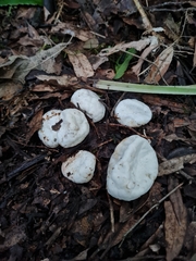 Protubera parvispora