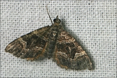 Chrysolarentia adornata