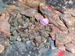 Conophytum khamiesbergense