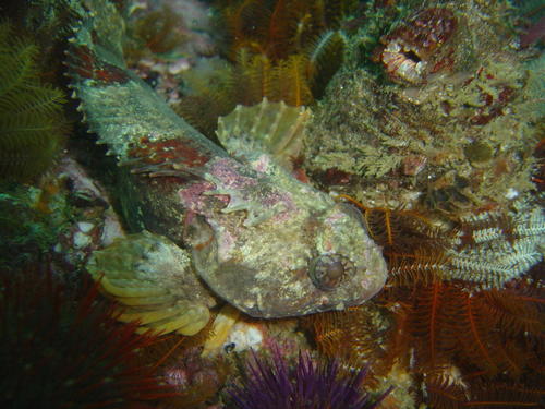 Clinus taurus