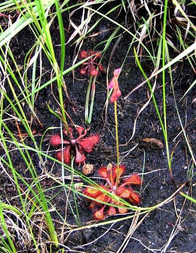 Drosera collinsiae image