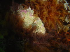 Clinus taurus
