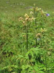 Polemonium caucasicum
