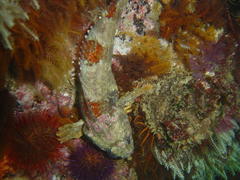Clinus taurus