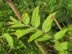 Polemonium caucasicum