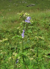 Polemonium caucasicum