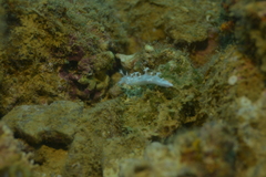 Tritoniopsis elegans