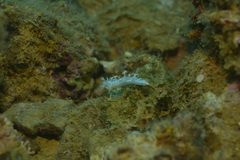 Tritoniopsis elegans