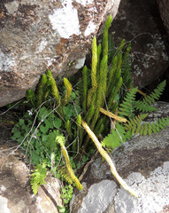 Phlegmariurus saururus