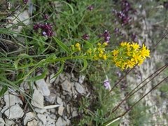 Solidago