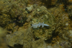 Tritoniopsis elegans