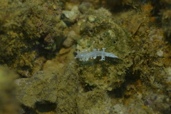 Tritoniopsis elegans
