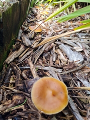 Psilocybe