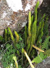 Phlegmariurus saururus