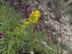 Solidago