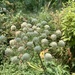 Utah Angelica - Photo (c) Ava Brinkley, some rights reserved (CC BY-NC), uploaded by Ava Brinkley