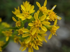 Solidago