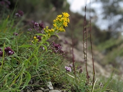 Solidago